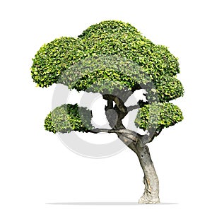 Fukien tea tree isolated, Carmona retusa Masam