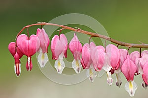 Fukuhara bleeding heart flowers