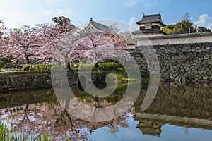 Fukuoka castle with cherry blossom in Fukuoka, Kyushu, Japan