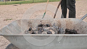 Fulfilling trolley. Horse biofarm stuff loading dry balls of horse dinuts indo garden wheelbarrow. Man in safety gloves