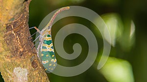 Fulgorid bug in Forest Entomology Research Center 3rd photo