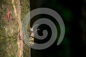 Fulgorid bug planthopper in the nature.