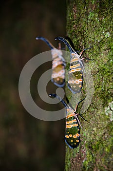 Fulgorid bug planthopper in the nature.