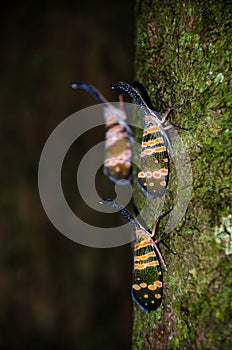 Fulgorid bug planthopper in the nature.