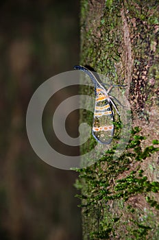 Fulgorid bug planthopper in the nature.
