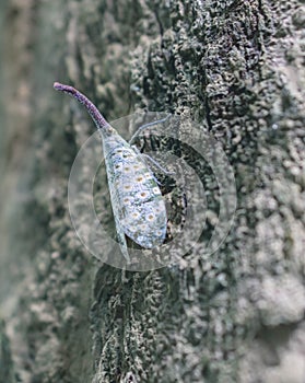 Fulgorid bug in Thailand forest