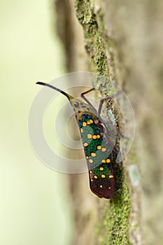Fulgorid bug is on a tree in the forest.