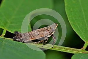 Fulgorid Planthopper insect facing right.