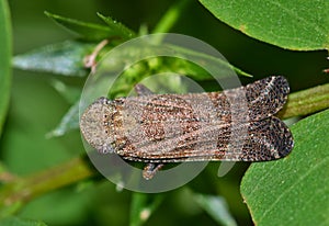 Fulgorid Planthopper insect, overhead view.