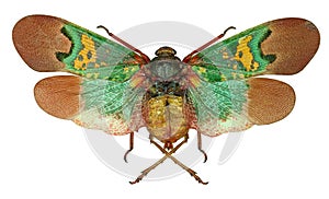 Fulgorid planthopper Scamandra tethys from Indonesia