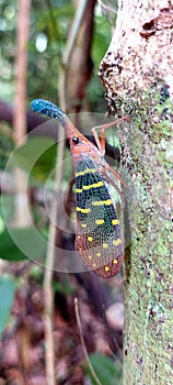 Fulgoridae - Insect in Borneo Forest - Smartphone Wallpaper