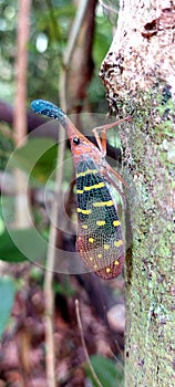 Fulgoridae - Insect in Borneo Forest - Smartphone Wallpaper photo