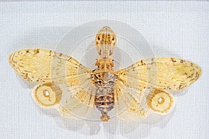 Fulgoridae insect specimen