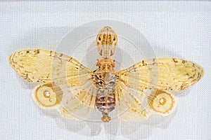 Fulgoridae insect specimen photo