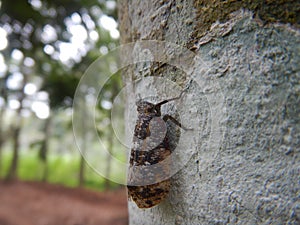 Fulgoridae, lantern fly on a tree photo