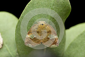 Fulgoridae planthoppe Poiocera pandora, Satara, Maharashtra, photo