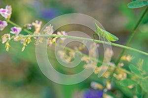 Fulgoridae planthopper