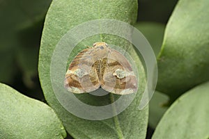 Fulgoridae planthopper on leaf, Poiocera pandora, Satara, Maharashtra
