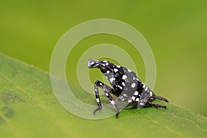 Fulgoroidea insects on the green leaf