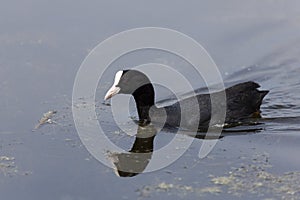 Fulica atra, Baie de Somme