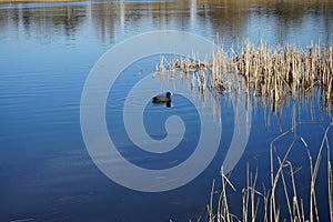 Fulica atra floats on the water of Habermannsee lake in March. Marzahn-Hellersdorf, Berlin, Germany