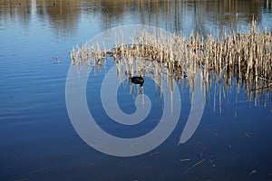 Fulica atra floats on the water of Habermannsee lake in March. Marzahn-Hellersdorf, Berlin, Germany