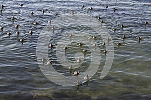 Fulica atra's on the river