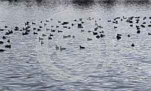 Fulica atra's on the river photo