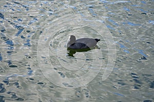 Fulica atra swims on the Biesdorfer Baggersee lake in August. Berlin, Germany