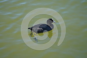 Fulica atra swims on the Biesdorfer Baggersee lake in August. Berlin, Germany