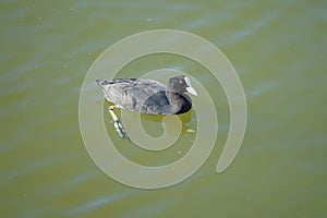 Fulica atra swims on the Biesdorfer Baggersee lake in August. Berlin, Germany