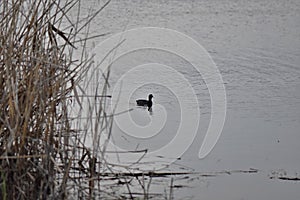 Fulica atra. Waterfowl on the lake. Black coot