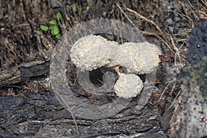 the fuligo plasmodial slime mold on the bark.