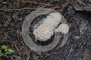 the fuligo plasmodial slime mold on the bark.