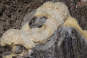 the fuligo plasmodial slime mold on the bark.