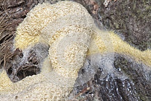 the fuligo plasmodial slime mold on the bark.