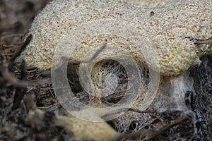 the fuligo plasmodial slime mold on the bark.