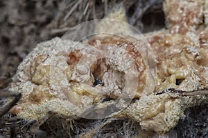 the fuligo plasmodial slime mold on the bark.