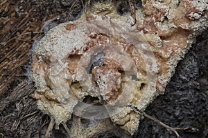 the fuligo plasmodial slime mold on the bark.