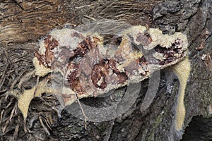 the fuligo plasmodial slime mold on the bark.