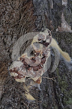 the fuligo plasmodial slime mold on the bark.