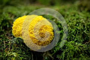Fuligo Septica or caca de luna growing up into a mossy ground, slime mold photo
