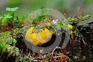 Fuligo septica, plasmodial slime mold