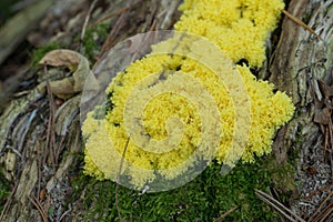 Fuligo septica, slime mold, scrambled egg slime fungus on tree stump