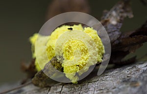 Fuligo septica is a species of slime mold, and a member of the class Myxomycetes