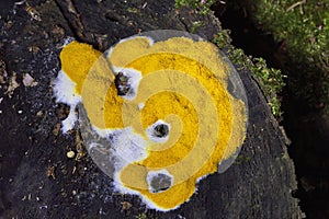 Fuligo septica is a species of slime mold, and a member of the class Myxomycetes