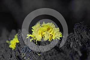 Fuligo septica is a species of slime mold, and a member of the class Myxomycetes.