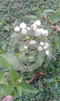 It is fuljari flower in indian jungle  lovey flower