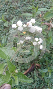 Fuljhari flower in jungel  in india  lovely flower