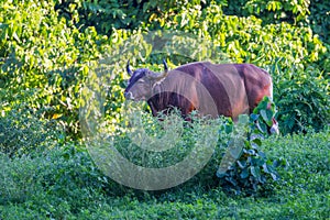 full adult Male Banteng photo